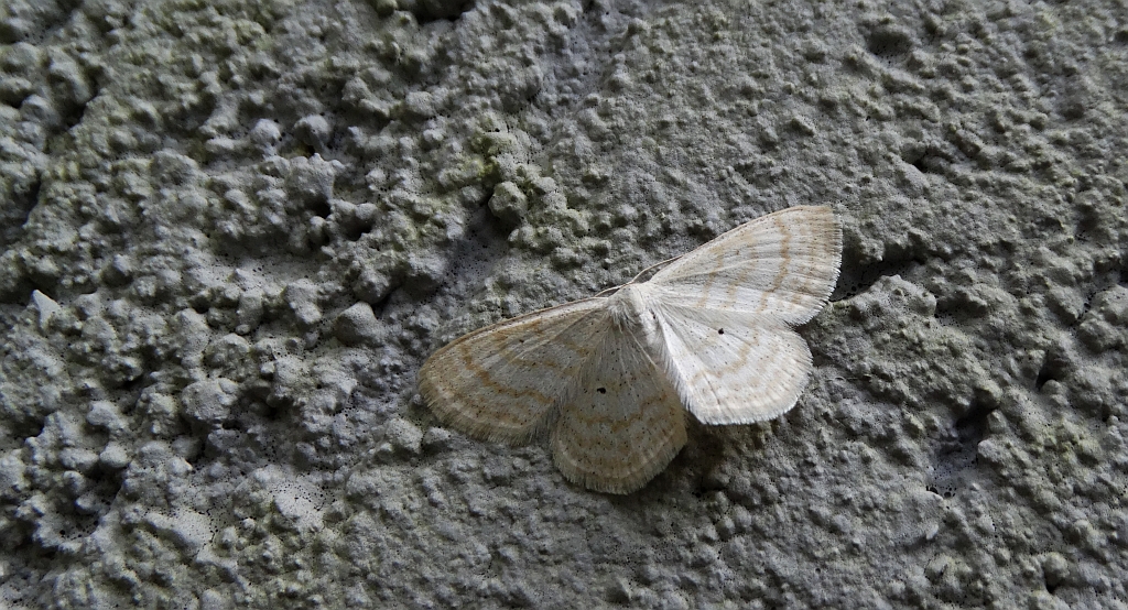 Wątlak turzyczyniak (Scopula caricaria)