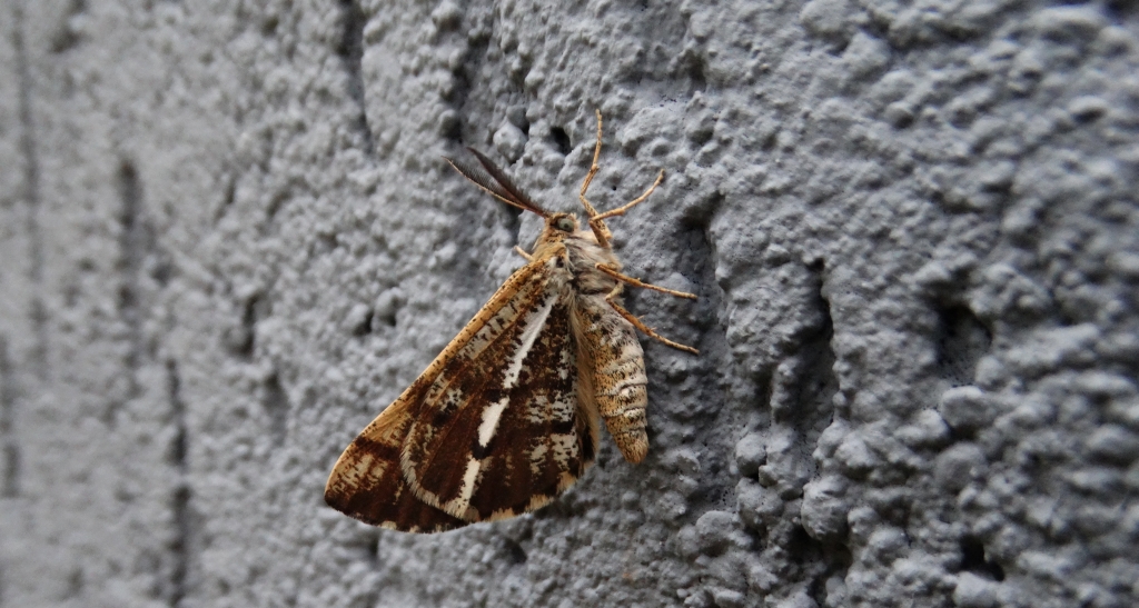 Poproch cetyniak (Bupalus piniaria)