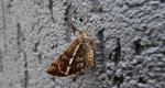 Poproch cetyniak (Bupalus piniaria)
