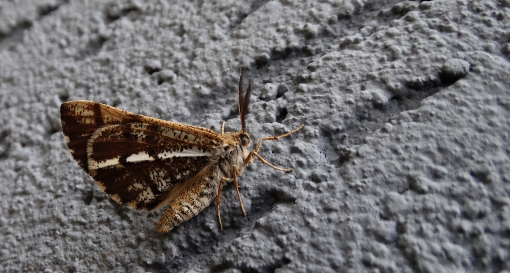 Poproch cetyniak (Bupalus piniaria)