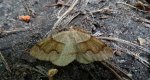 Nakreślik iwiniak (Plagodis pulveraria)