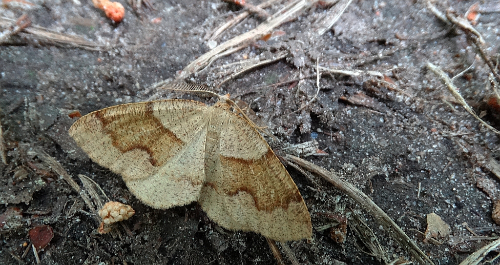 Nakreślik iwiniak (Plagodis pulveraria)