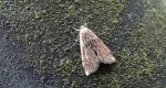 Omacnica byliczanka (Loxostege sticticalis)