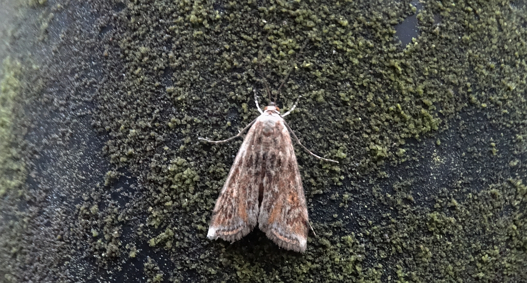 Omacnica byliczanka (Loxostege sticticalis)