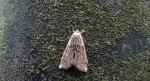 Omacnica byliczanka (Loxostege sticticalis)