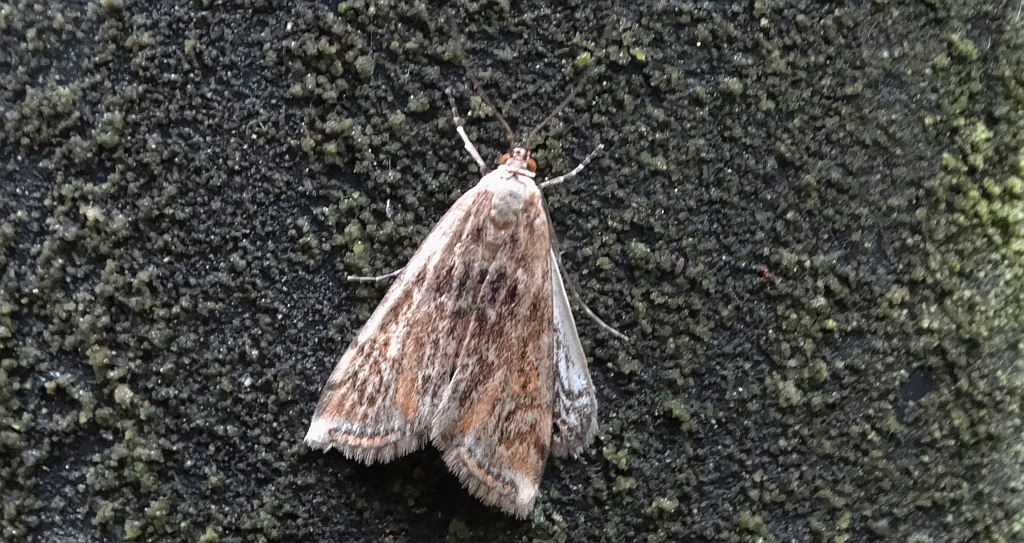 Omacnica byliczanka (Loxostege sticticalis)