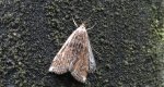 Omacnica byliczanka (Loxostege sticticalis)