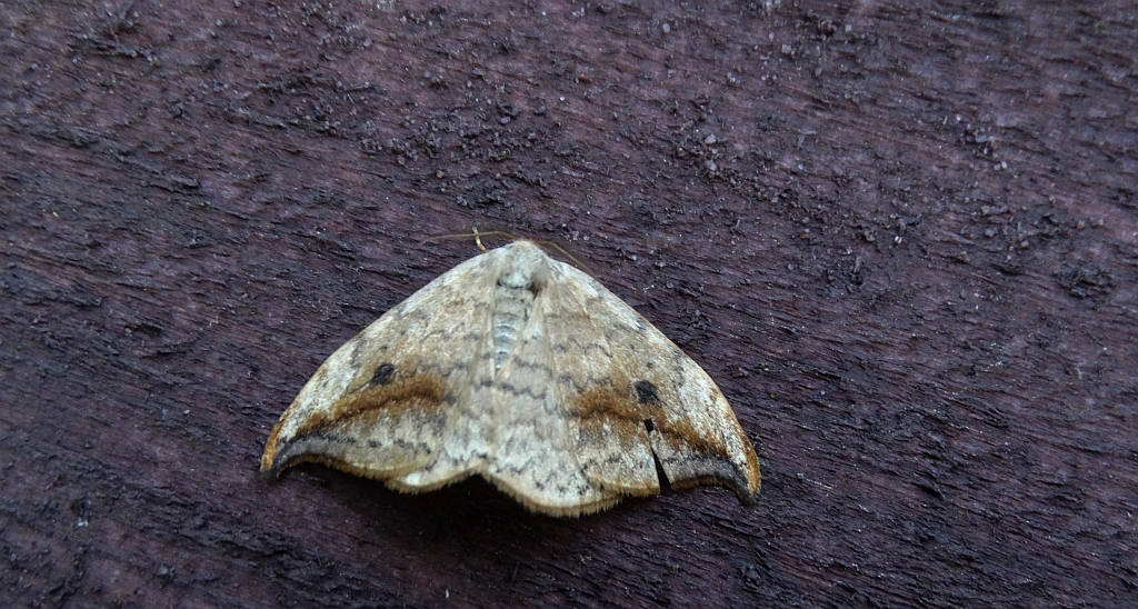 Wycinka sierpianka (Drepana falcataria)