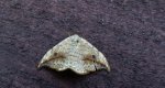 Wycinka sierpianka (Drepana falcataria)