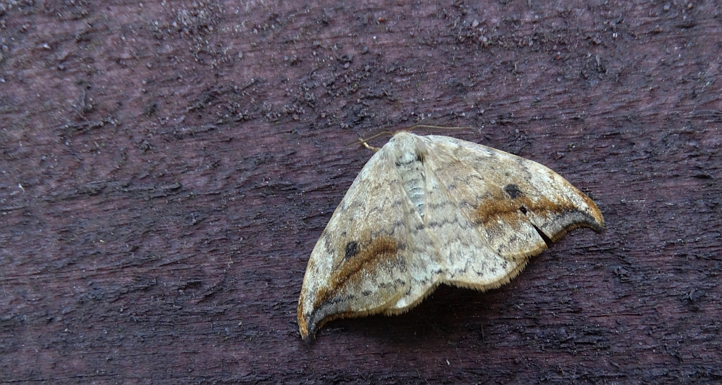 Wycinka sierpianka (Drepana falcataria)