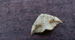 Wycinka sierpianka (Drepana falcataria)