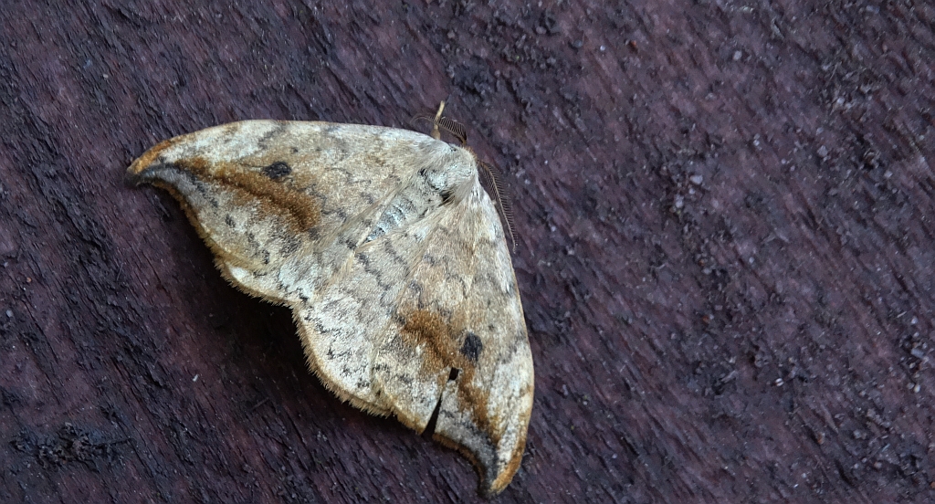 Wycinka sierpianka (Drepana falcataria)