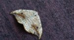 Wycinka sierpianka (Drepana falcataria)