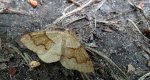Nakreślik iwiniak (Plagodis pulveraria)