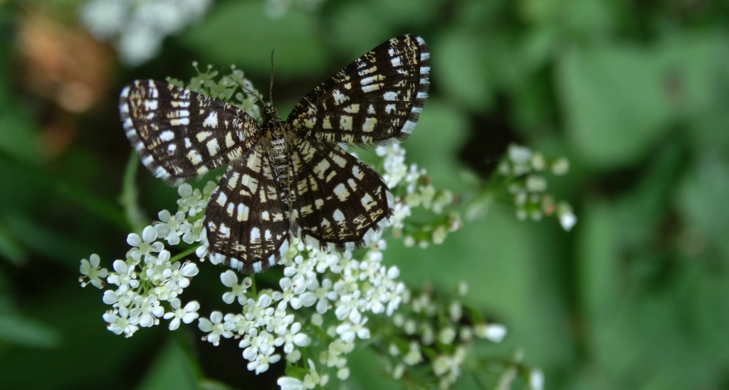 Witalnik naostrzak (Chiasmia clathrata)
