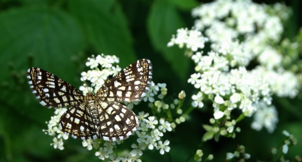 Witalnik naostrzak (Chiasmia clathrata)
