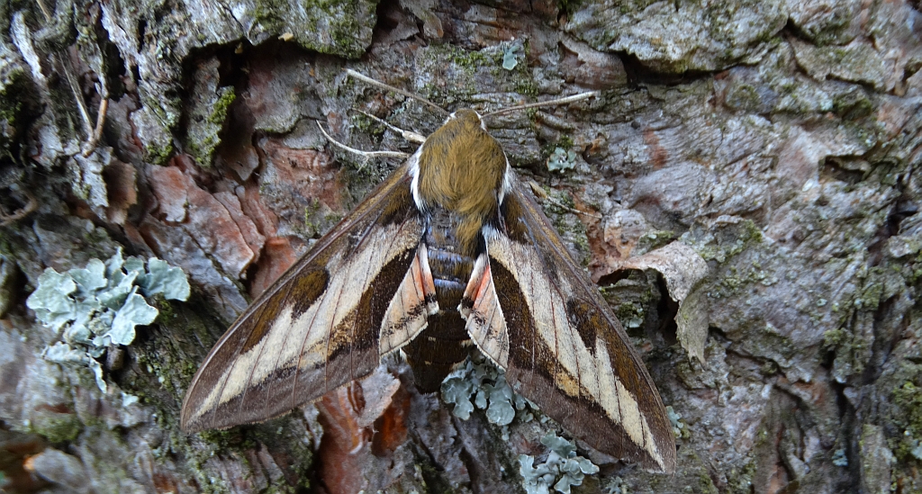 Zmrocznik przytuliak (Hyles gallii)