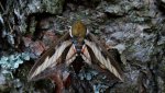 Zmrocznik przytuliak (Hyles gallii)