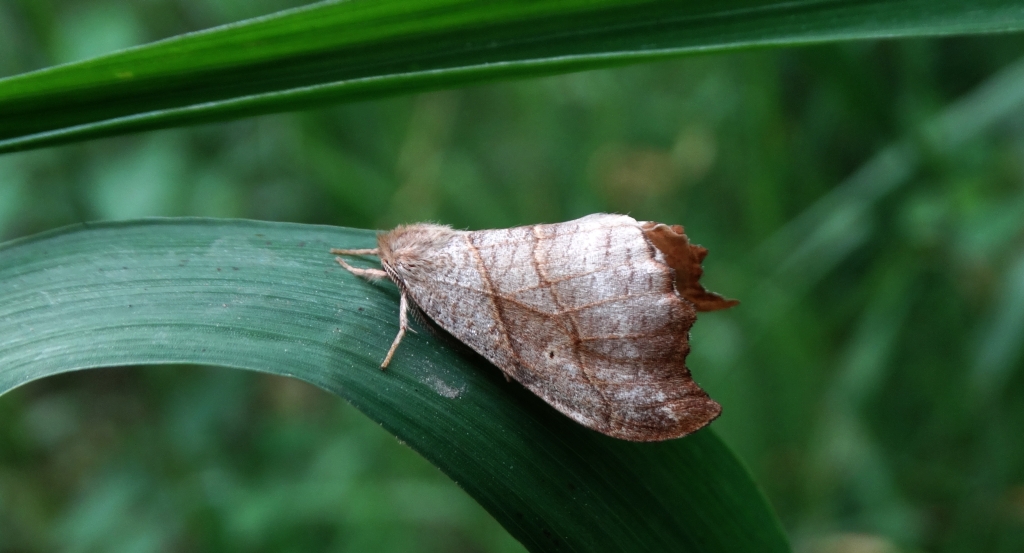 Wycinka jaszczurówka (Falcaria lacertinaria)