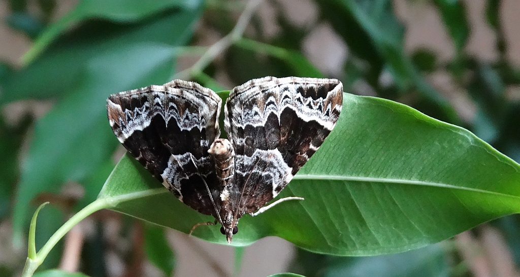 Nacinek naśliwiak (Eulithis prunata)