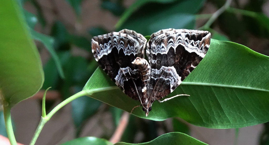 Nacinek naśliwiak (Eulithis prunata)