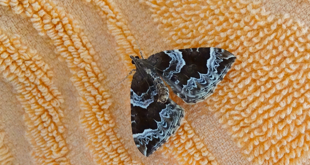 Nacinek naśliwiak (Eulithis prunata)