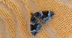 Nacinek naśliwiak (Eulithis prunata)