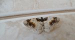 Plamiec trzmieliniak (Ligdia adustata)