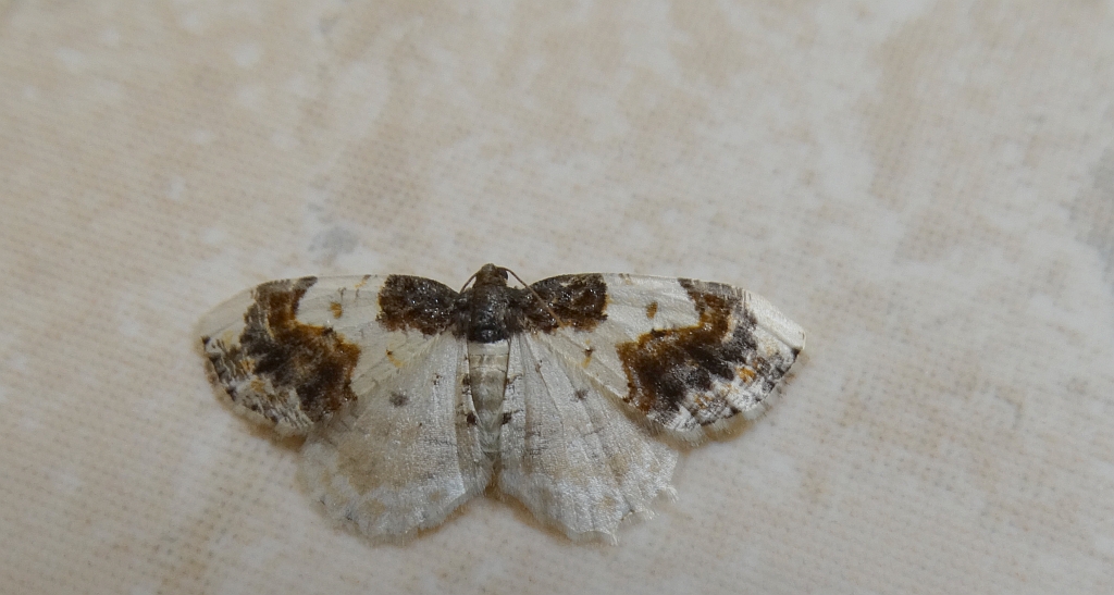 Plamiec trzmieliniak (Ligdia adustata)