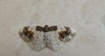 Plamiec trzmieliniak (Ligdia adustata)