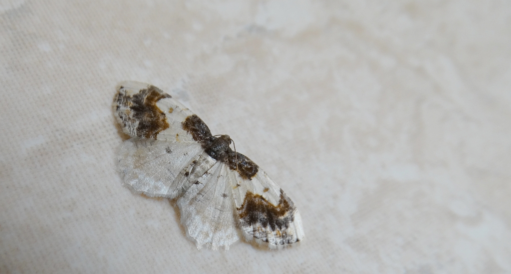 Plamiec trzmieliniak (Ligdia adustata)