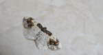 Plamiec trzmieliniak (Ligdia adustata)