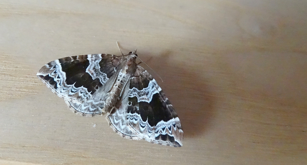 Nacinek naśliwiak (Eulithis prunata)