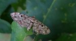 Grotnik świerkowiak (Eupithecia abietaria)