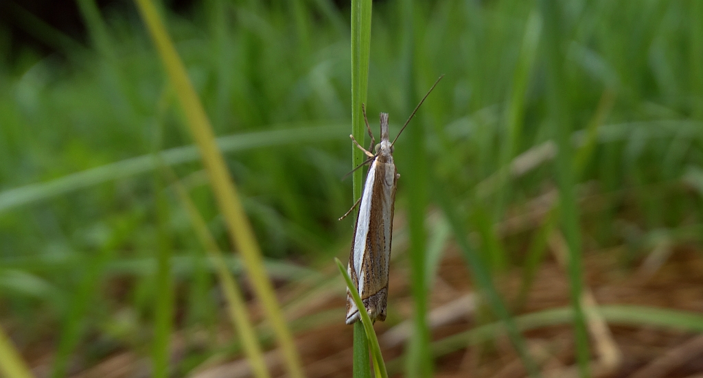 Crambus pascuella