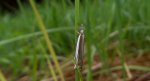 Crambus pascuella