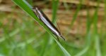 Crambus pascuella