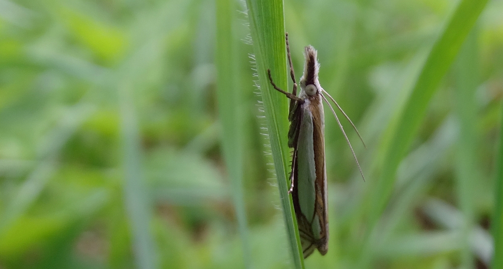Crambus pascuella