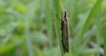 Crambus pascuella