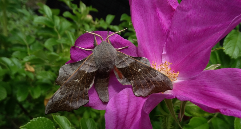 Nastrosz topolowiec (Laothoe populi syn. Smerinthus populi)