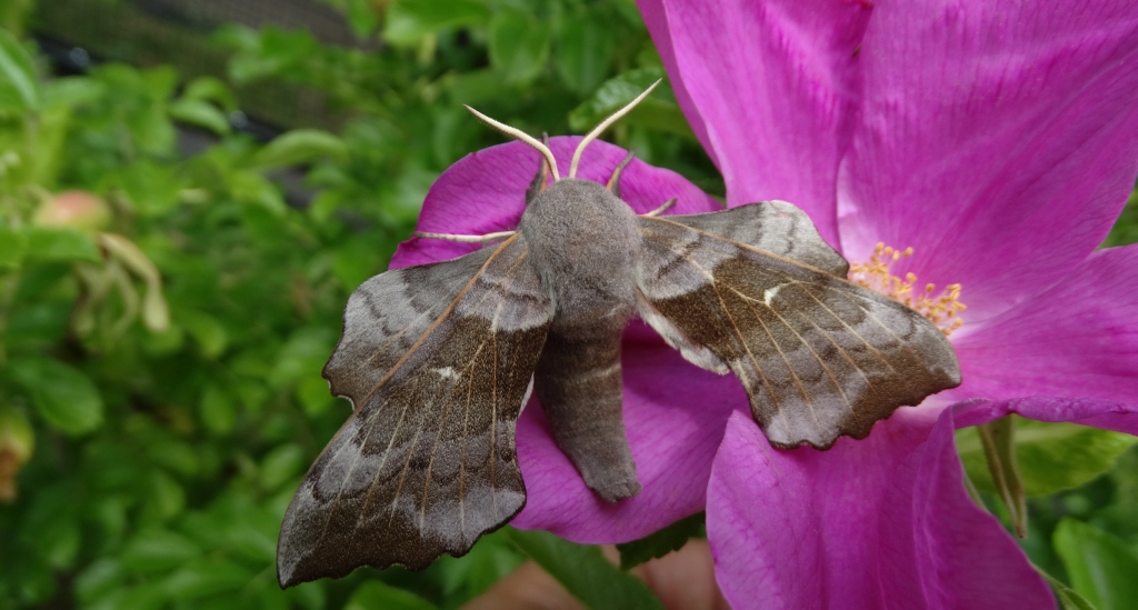 Nastrosz topolowiec (Laothoe populi syn. Smerinthus populi)