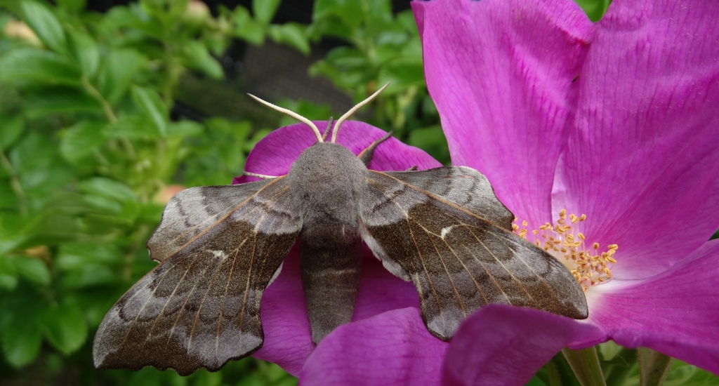 Nastrosz topolowiec (Laothoe populi syn. Smerinthus populi)