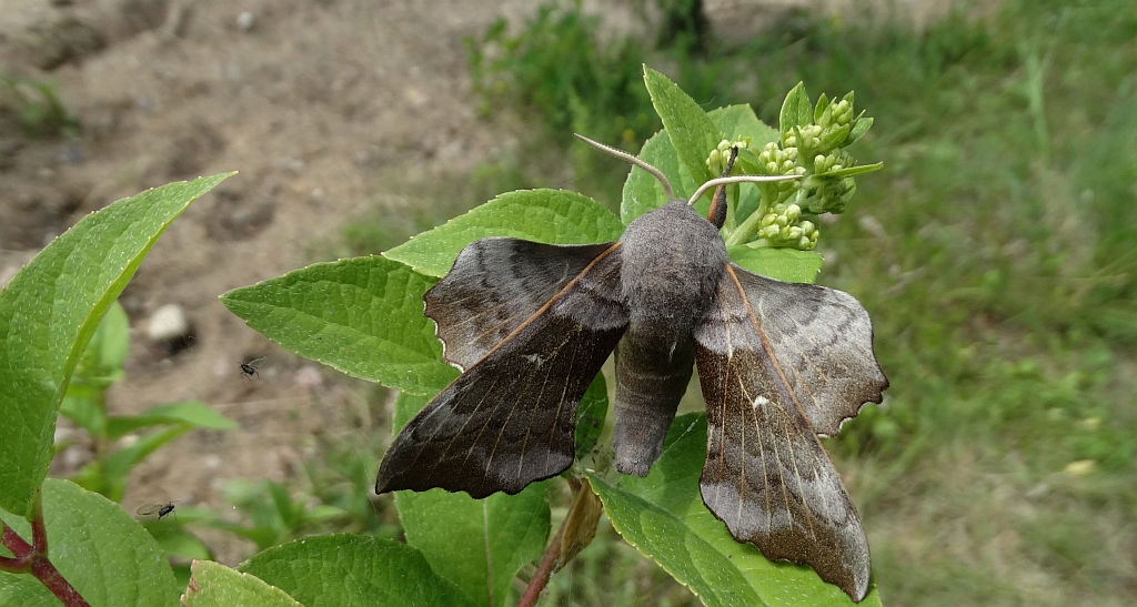 Nastrosz topolowiec (Laothoe populi syn. Smerinthus populi)