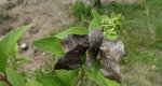 Nastrosz topolowiec (Laothoe populi syn. Smerinthus populi)