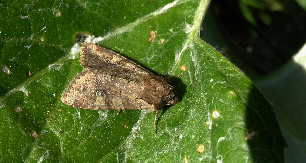 Sówka pszenicówka (Apamea sordens)