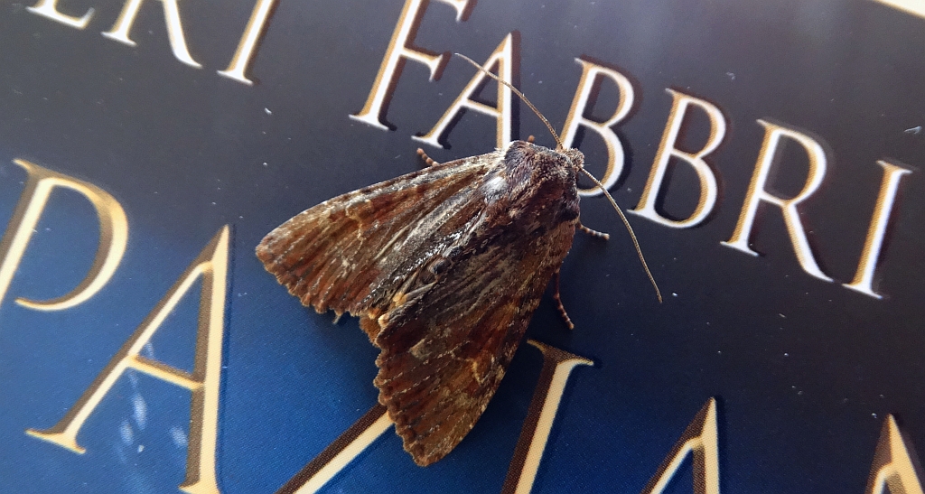 Apamea crenata