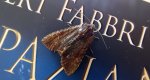 Apamea crenata