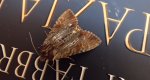 Apamea crenata