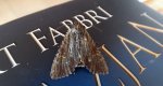 Apamea crenata