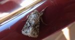 Piętnówka zmierzchówka (Hecatera bicolorata)